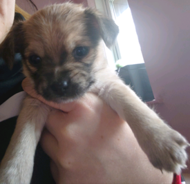 gumtree puppies near me